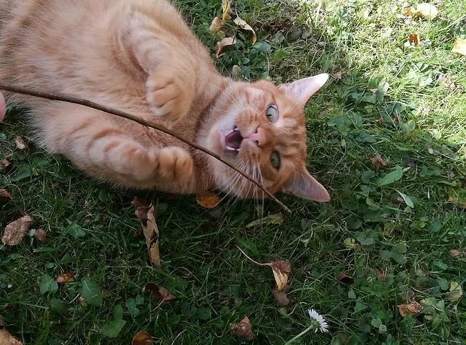 شقة O. Tom's Huette